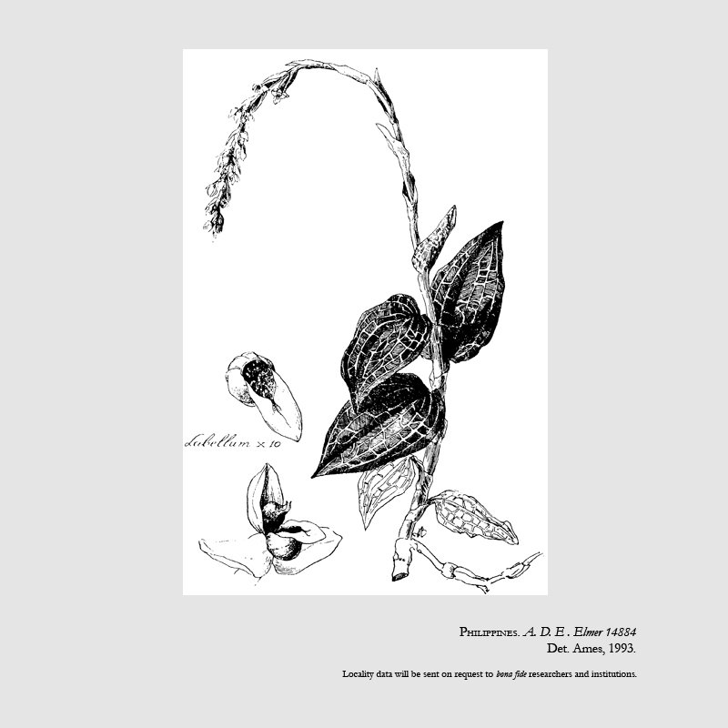 Goodyera elmeri